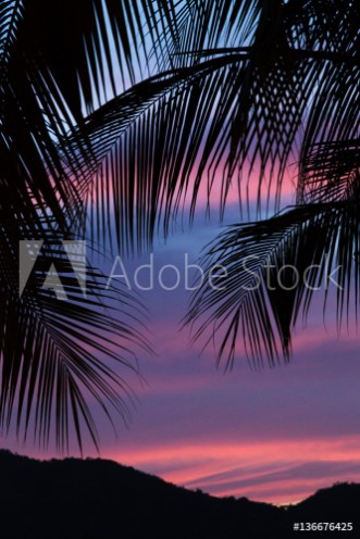 Picture of Silhouette of palm leaves